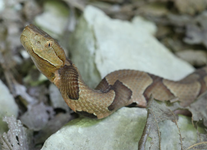 Copperhead